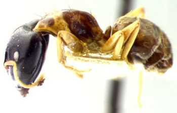 Media type: image; Entomology 21550   Aspect: habitus lateral view